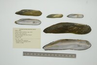 Lamproscapha ensiformis image