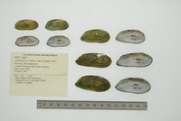 Anodontites trigona image