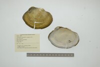 Anodontites trapesialis image