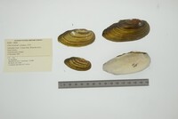 Unio pictorum image