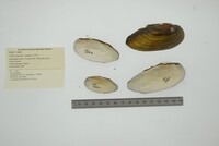 Unio pictorum image