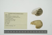 Pleurobema clava image
