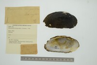 Margaritifera margaritifera image