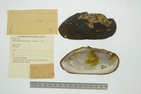 Margaritifera margaritifera image
