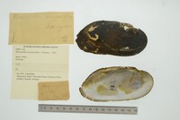 Margaritifera margaritifera image