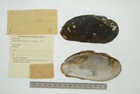 Margaritifera margaritifera image