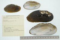 Margaritifera margaritifera image
