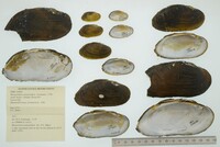 Margaritifera margaritifera image