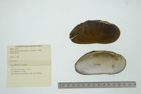 Margaritifera margaritifera image