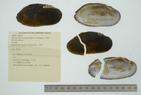 Margaritifera margaritifera image
