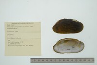 Margaritifera margaritifera image