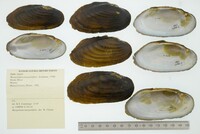 Margaritifera margaritifera image