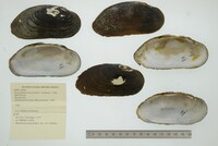 Margaritifera margaritifera image