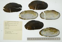 Margaritifera margaritifera image