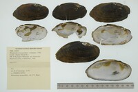Margaritifera margaritifera image