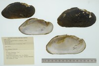 Margaritifera margaritifera image