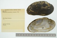 Margaritifera margaritifera image