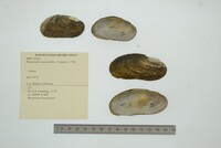 Margaritifera margaritifera image