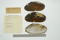 Margaritifera margaritifera image