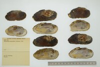 Margaritifera margaritifera image