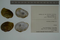 Epioblasma rangiana image