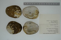 Dromus dromas image