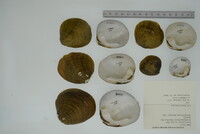 Dromus dromas image