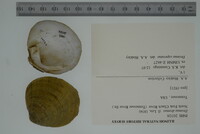 Dromus dromas image