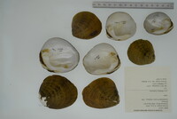 Dromus dromas image