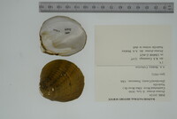 Dromus dromas image