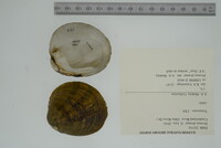 Dromus dromas image