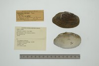 Diplodon wymanii image