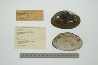 Media resource of Diplodon wymanii