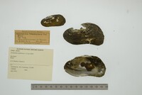Anodontites tenebricosa image