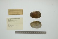 Anodontites patagonica image