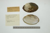 Anodontites patagonica image