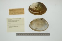 Anodontites patagonica image
