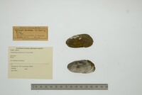 Anodontites tenebricosa image