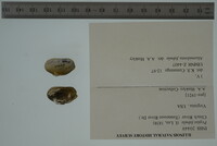 Pegias fabula image