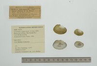 Cyrtonaias tampicoensis image