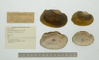 Cyrtonaias tampicoensis image
