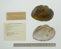 Cyrtonaias tampicoensis image