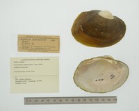 Cyrtonaias tampicoensis image