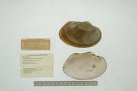 Cyrtonaias tampicoensis image