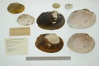 Cyrtonaias tampicoensis image
