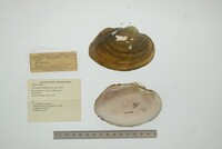 Cyrtonaias tampicoensis image
