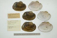 Cyrtonaias tampicoensis image
