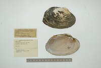 Cyrtonaias tampicoensis image