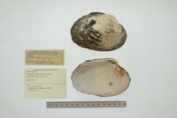 Cyrtonaias tampicoensis image