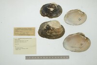 Cyrtonaias tampicoensis image